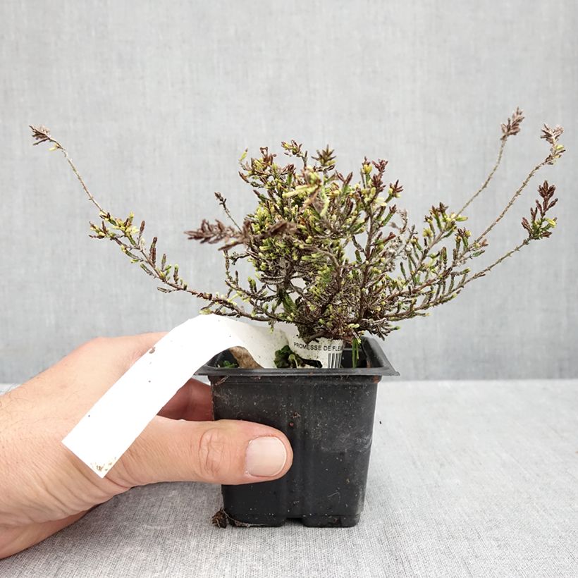 Ejemplar de Calluna vulgaris Alba - Brecina Maceta de 8/9 cm entregado en otoño