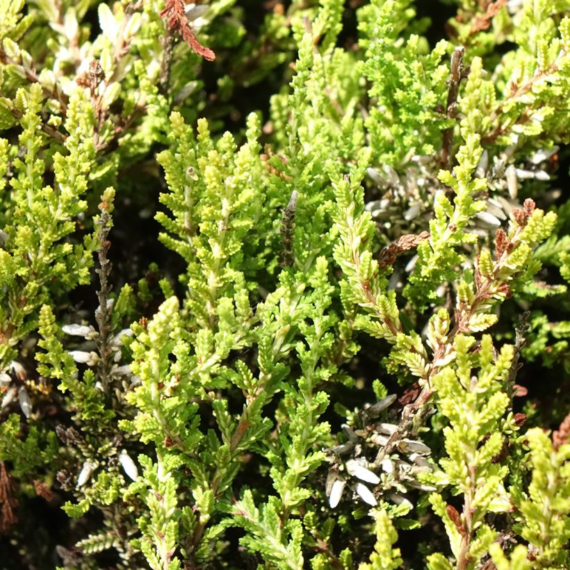 Calluna vulgaris Anouk - Brecina (Follaje)