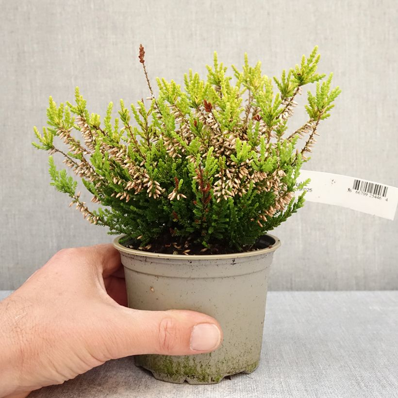 Calluna vulgaris Anouk - Brecina Maceta de 12 cm / 13 cm Ejemplar entregado en la primavera
