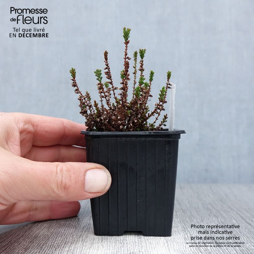 Calluna vulgaris Dark Beauty - Brecina Maceta de 8/9 cm Ejemplar entregado en invierno
