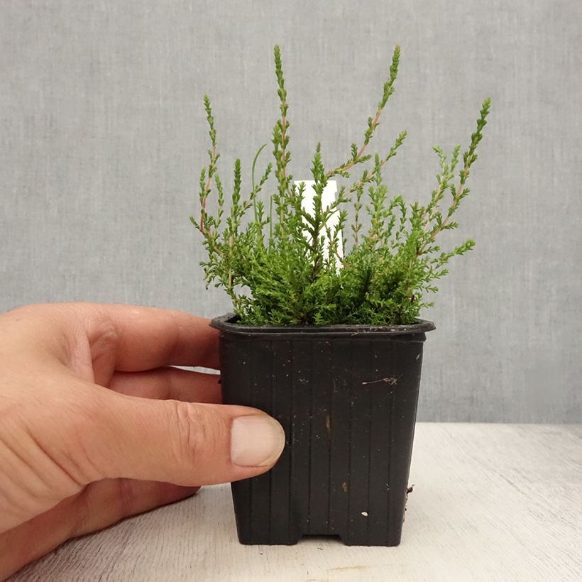 Ejemplar de Calluna vulgaris Marlies - Brecina Maceta de 8/9 cm entregado en verano