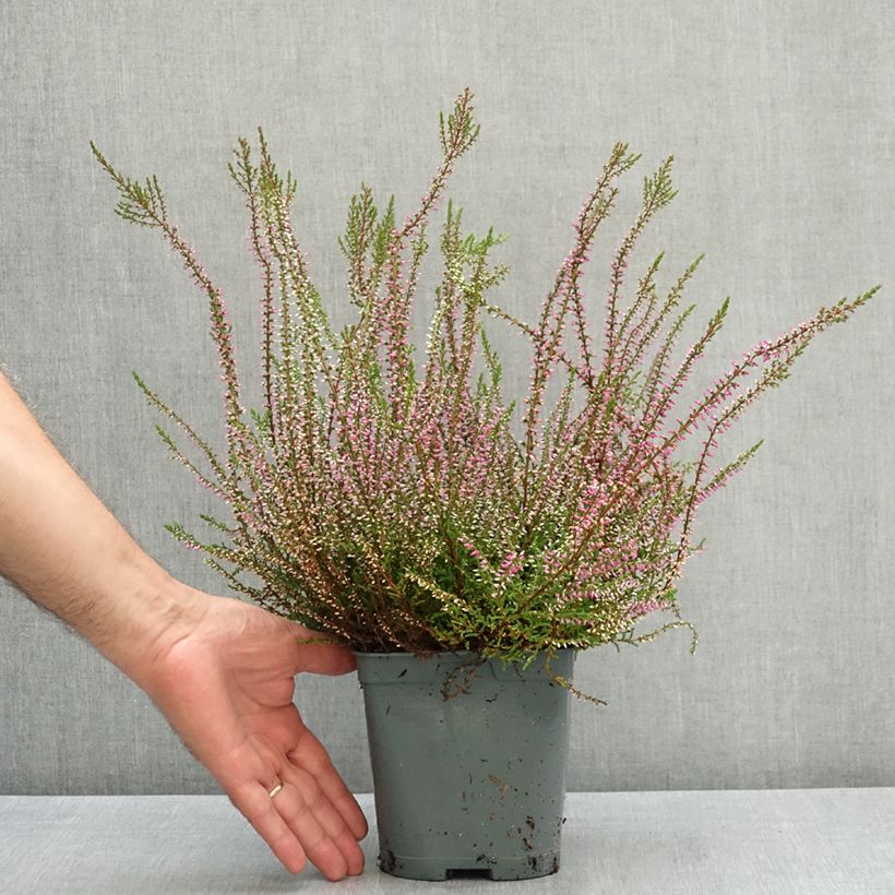 Ejemplar de Calluna vulgaris Marlies - Brecina Maceta 1L/1,5L entregado en verano