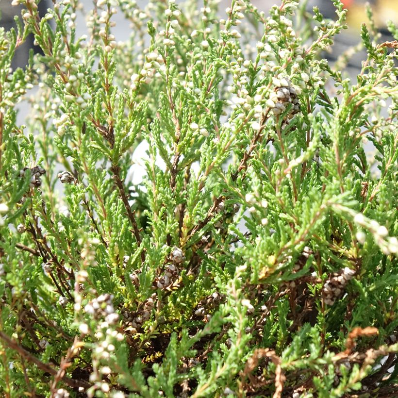 Calluna vulgaris Radnor - Brecina (Follaje)