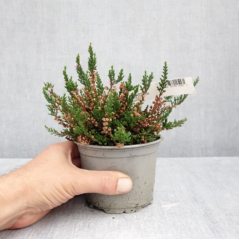 Ejemplar de Calluna vulgaris Radnor - Brecina Maceta de 12 cm / 13 cm entregado en otoño