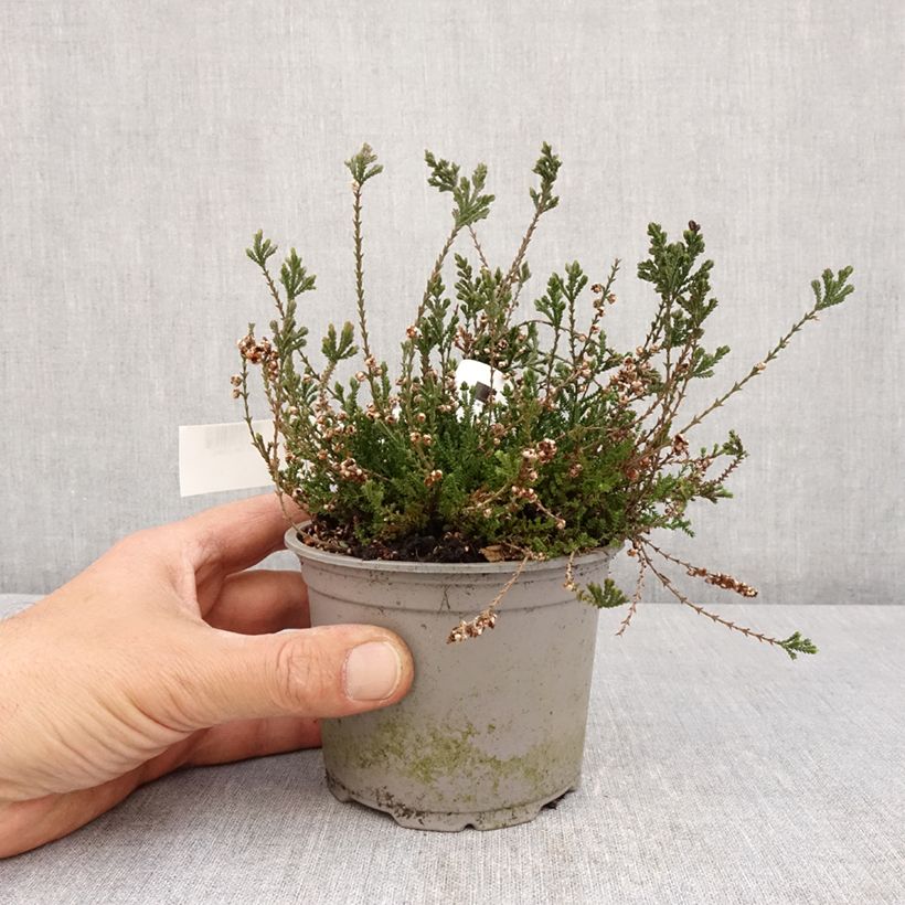 Calluna vulgaris Radnor - Brecina Maceta de 12 cm / 13 cm Ejemplar entregado en la primavera