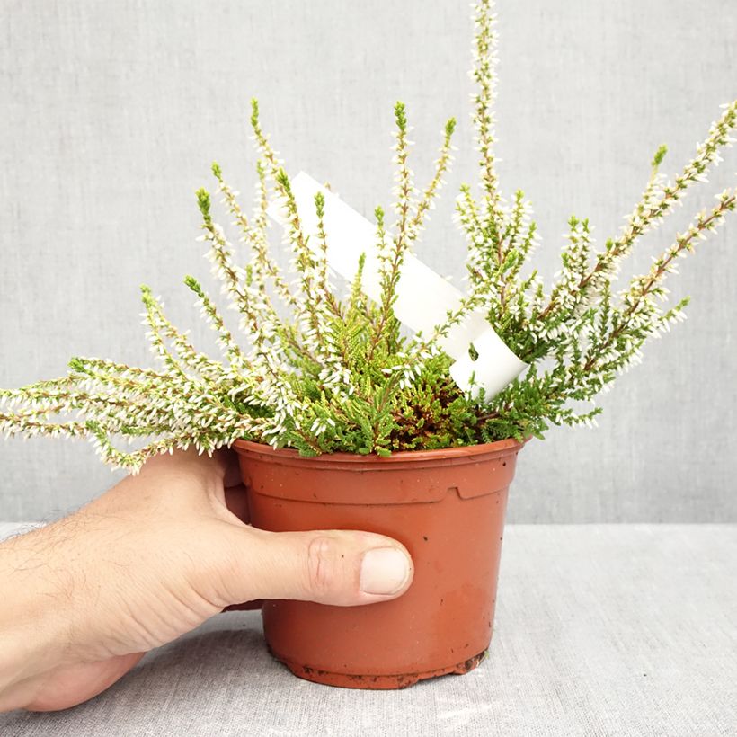 Ejemplar de Calluna vulgaris Sandy - Brecina Maceta 1L/1,5L entregado en otoño