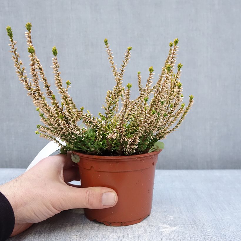 Calluna vulgaris Sandy - Brecina Maceta 1L/1,5L Ejemplar entregado en invierno