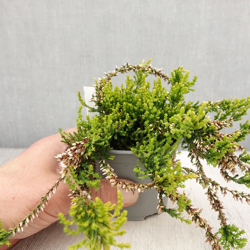 Calluna vulgaris Sandy - Brecina Maceta 2L/3L Ejemplar entregado en la primavera
