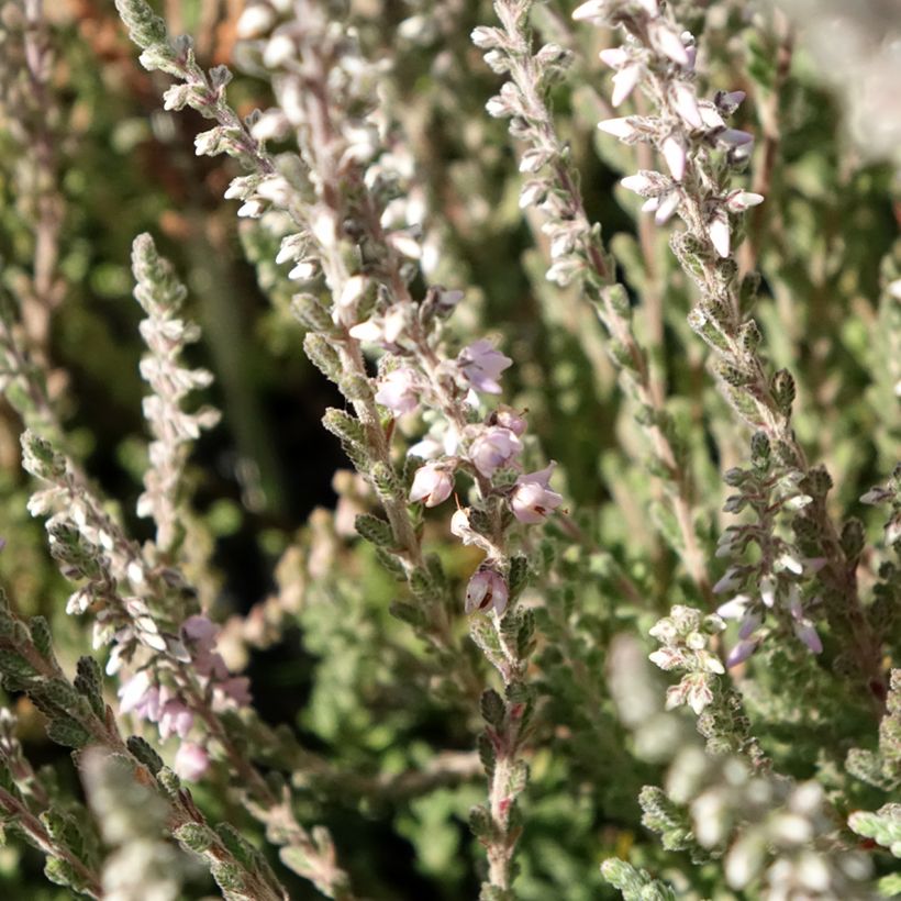 Calluna vulgaris Silver Knight - Brecina (Floración)