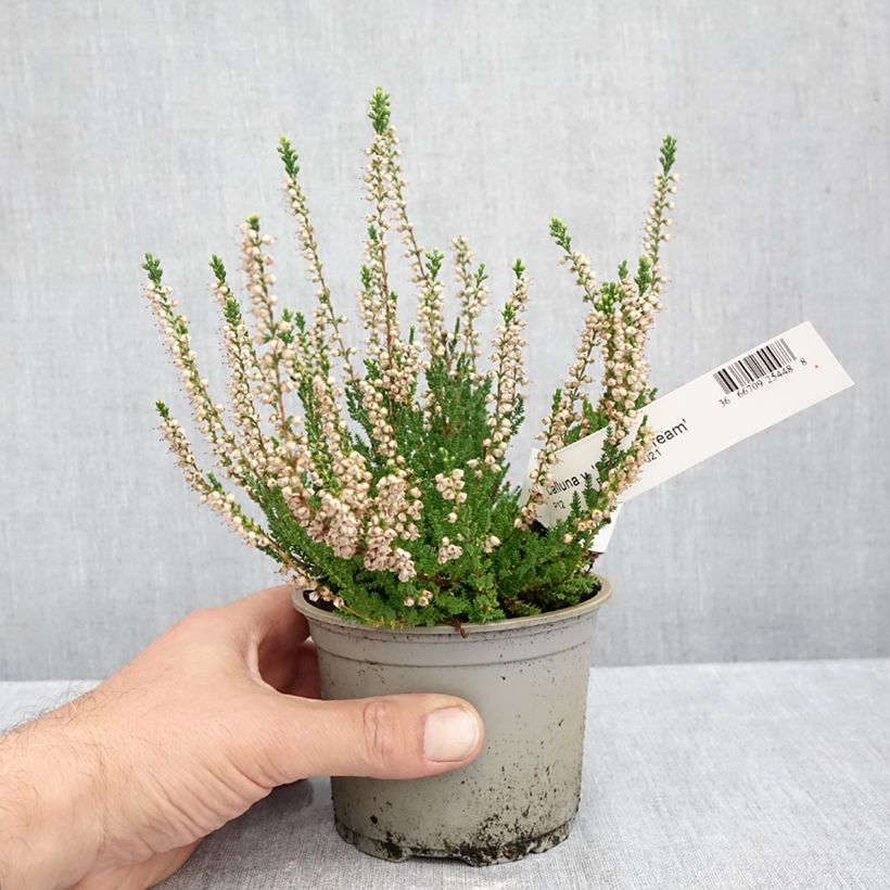 Ejemplar de Calluna vulgaris Spring Cream - Brecina Maceta de 12 cm / 13 cm entregado en otoño