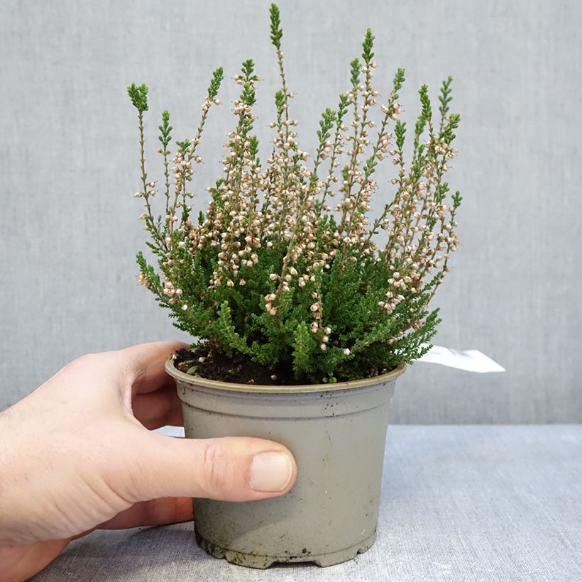 Calluna vulgaris Spring Cream - Brecina Maceta de 12 cm / 13 cm Ejemplar entregado en invierno