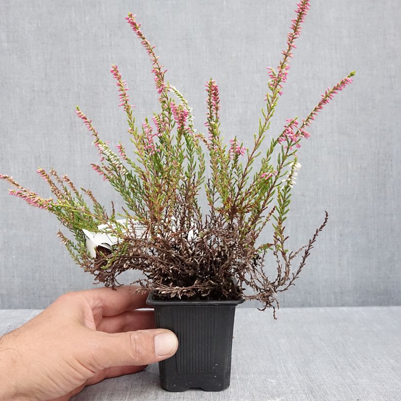 Ejemplar de Calluna vulgaris Garden Girls Theresa - Brecina Maceta de 8/9 cm entregado en otoño
