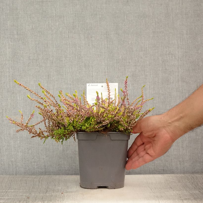 Ejemplar de Calluna vulgaris Wickwar Flame - Brecina Maceta 2L/3L entregado en verano