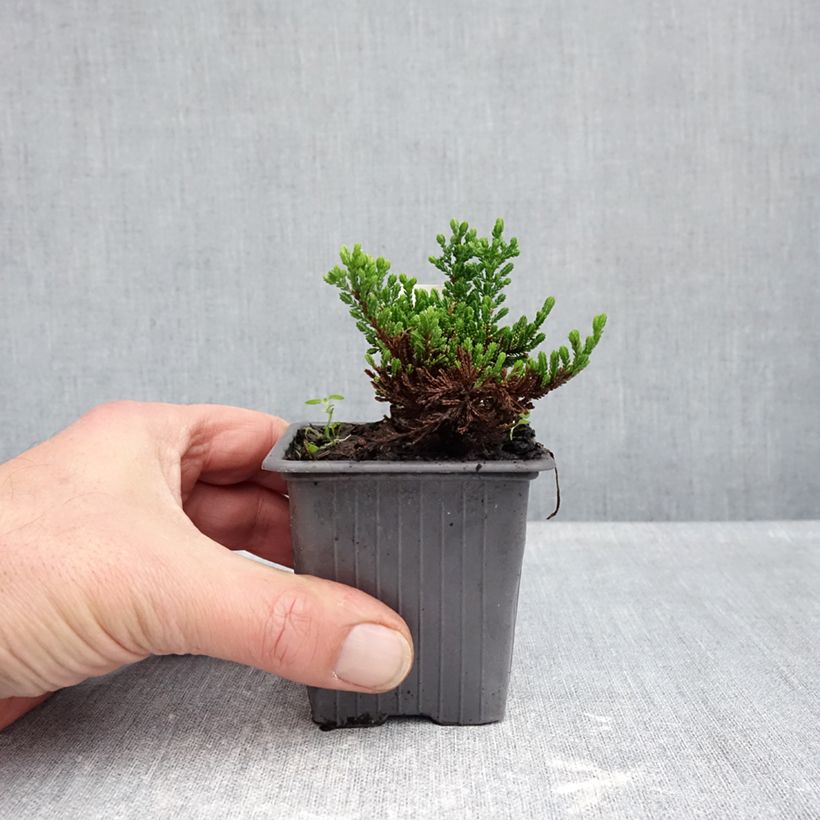 Ejemplar de Calluna vulgaris Winter Chocolate - Brecina Maceta de 8/9 cm entregado en otoño