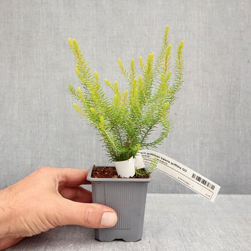 Ejemplar de Erica griffithsii Valerie Griffiths - Brezo Maceta de 8/9 cm entregado en otoño