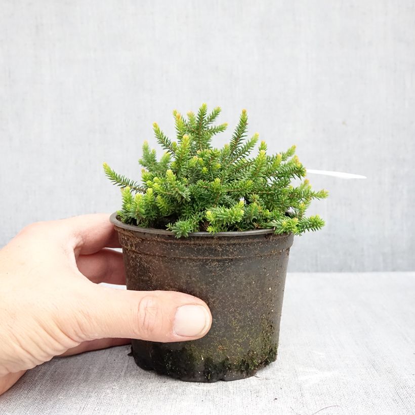 Ejemplar de Erica williamsii P.D. Williams - Brezo Maceta de 12 cm / 13 cm entregado en otoño