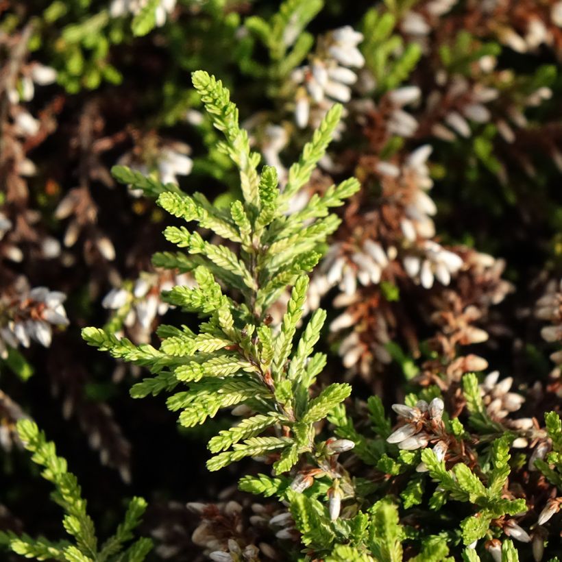 Calluna vulgaris Rasta Girls Maïté - Brecina (Follaje)