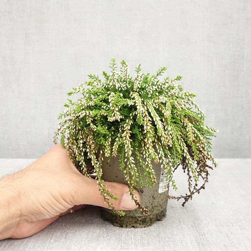 Ejemplar de Calluna vulgaris Rasta Girls Maïté - Brecina Maceta de 12 cm / 13 cm entregado en otoño