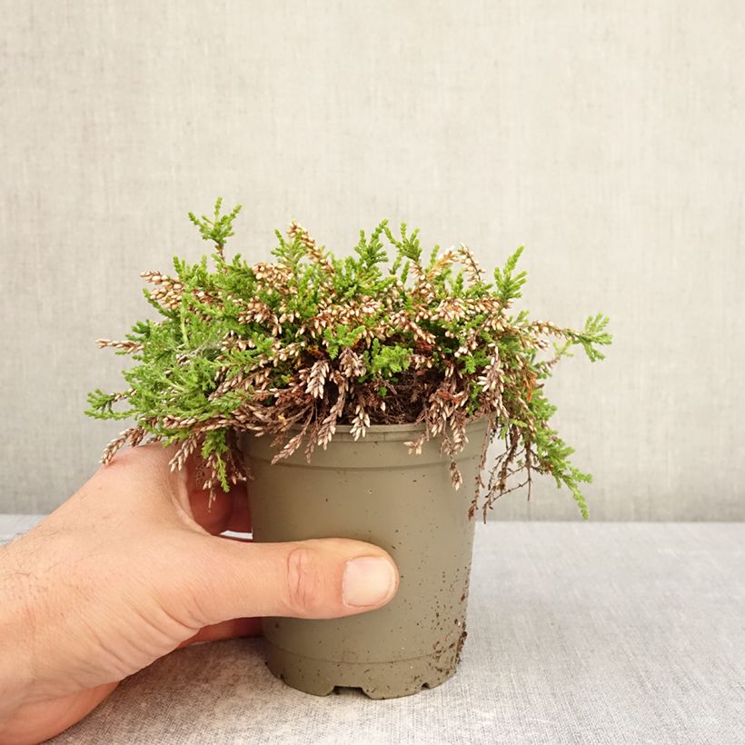 Calluna vulgaris Rasta Girls Maïté - Brecina Maceta de 12 cm / 13 cm Ejemplar entregado en la primavera