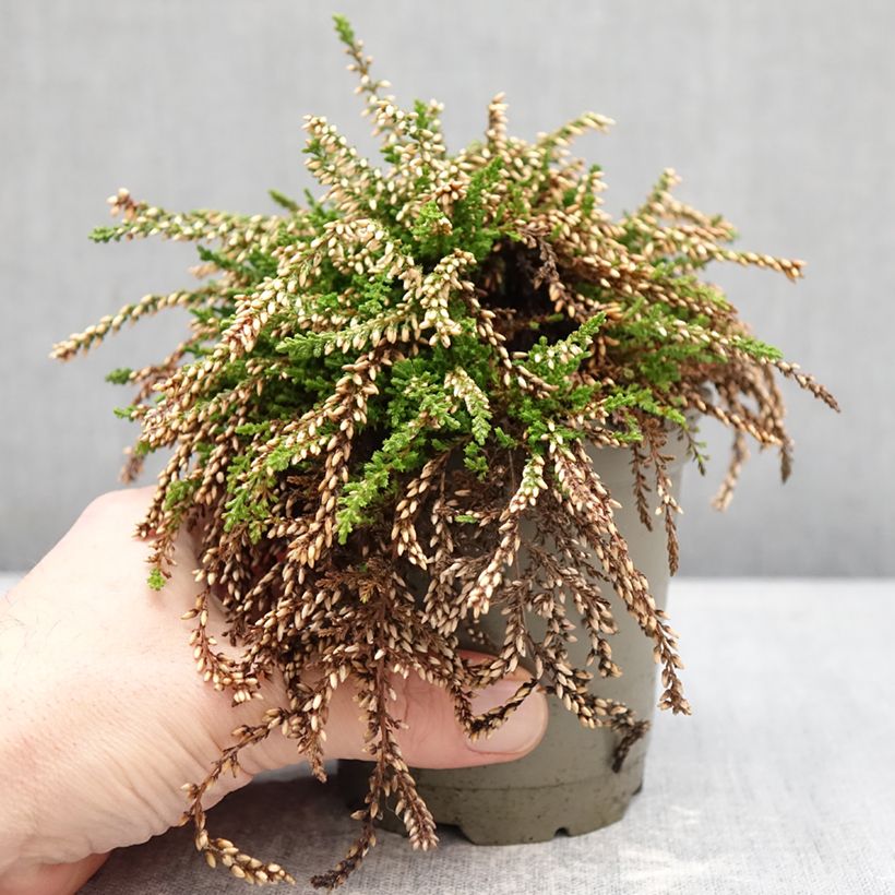 Calluna vulgaris Rasta Girls Netty - Brecina Maceta de 12 cm / 13 cm Ejemplar entregado en invierno