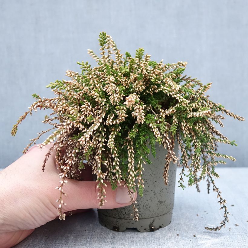 Calluna vulgaris Rasta Girls Rosa Claire - Brecina Maceta de 12 cm / 13 cm Ejemplar entregado en invierno