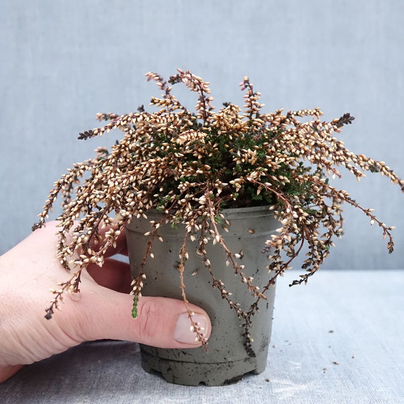 Calluna vulgaris Rasta Girls Rote Janina - Brecina Maceta de 12 cm / 13 cm Ejemplar entregado en invierno