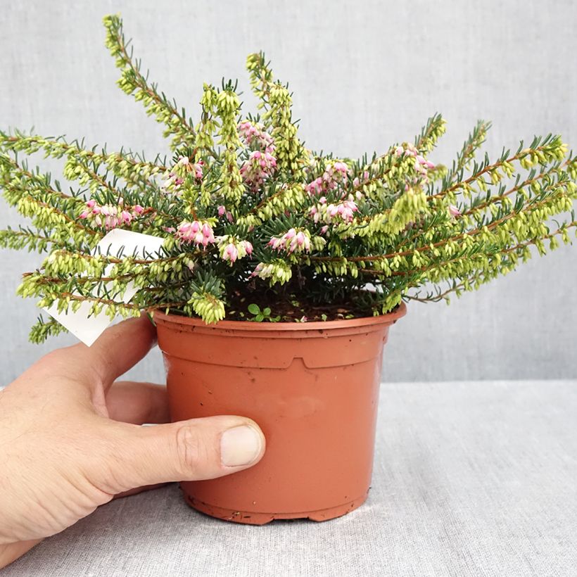 Ejemplar de Erica darleyensis Ghost Hills - Brezo rosado Maceta de 10 cm/11 cm entregado en otoño