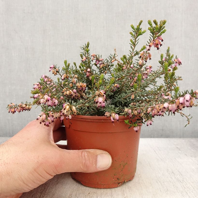 Erica darleyensis Aurélie Bregeon - Brezo rosado Maceta 1L/1,5L Ejemplar entregado en la primavera