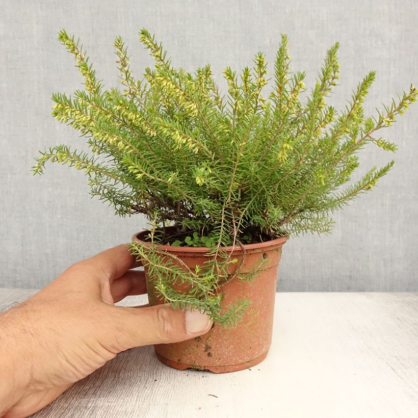 Ejemplar de Erica darleyensis Silberschmelze - Brezo rosado Maceta de 8/9 cm entregado en verano