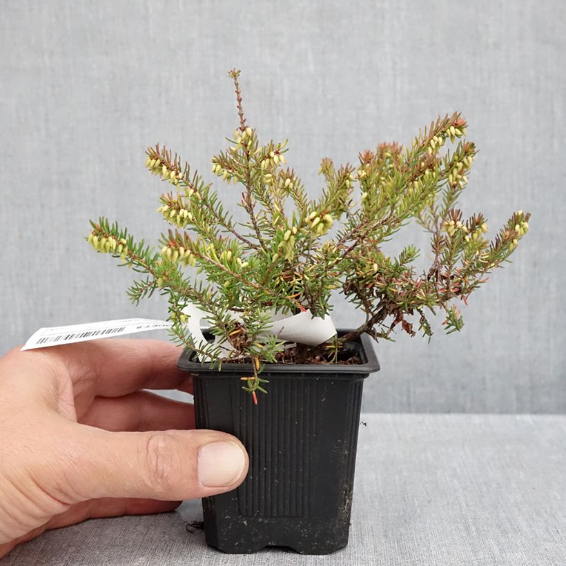 Ejemplar de Erica darleyensis Winter Belles Tylou - Brezo rosado Maceta de 8/9 cm entregado en otoño