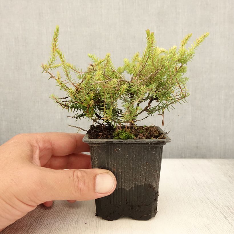 Ejemplar de Erica darleyensis Winter Belles Tylou - Brezo rosado Maceta de 8/9 cm entregado en verano