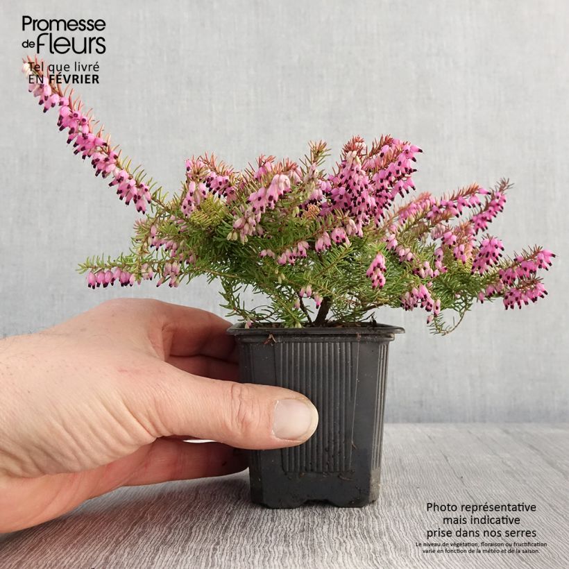 Erica darleyensis Winter Belles Tylou - Brezo rosado Maceta de 8/9 cm Ejemplar entregado en invierno