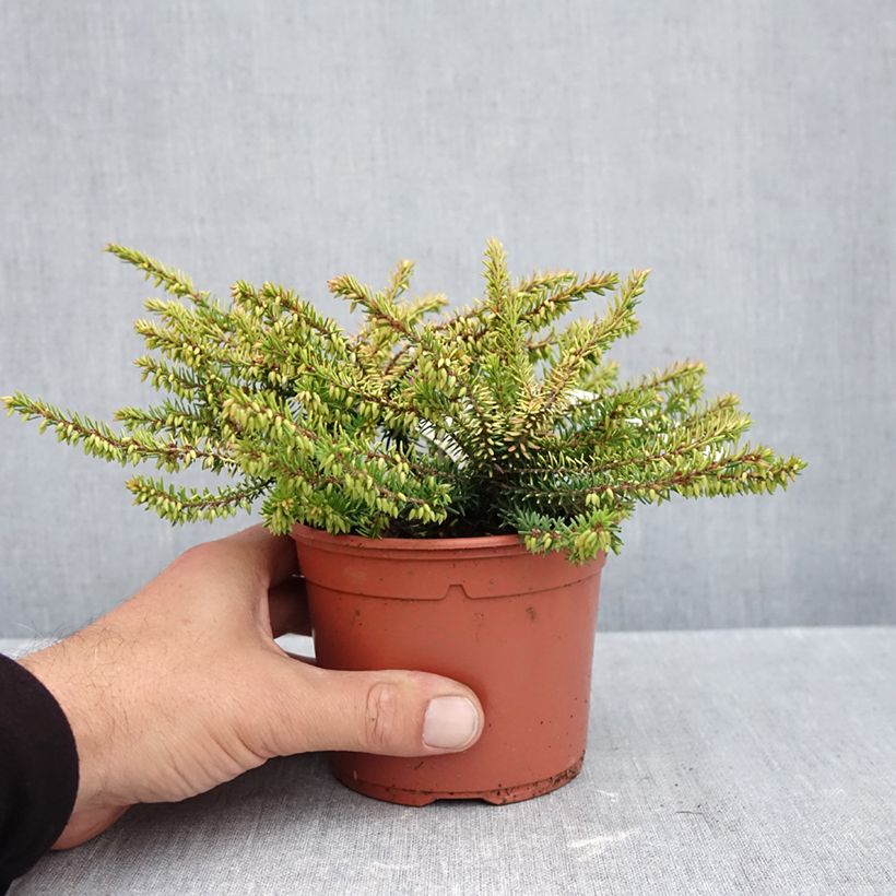 Ejemplar de Erica darleyensis Winter Belles Tylou - Brezo rosado Maceta 1L/1,5L entregado en otoño