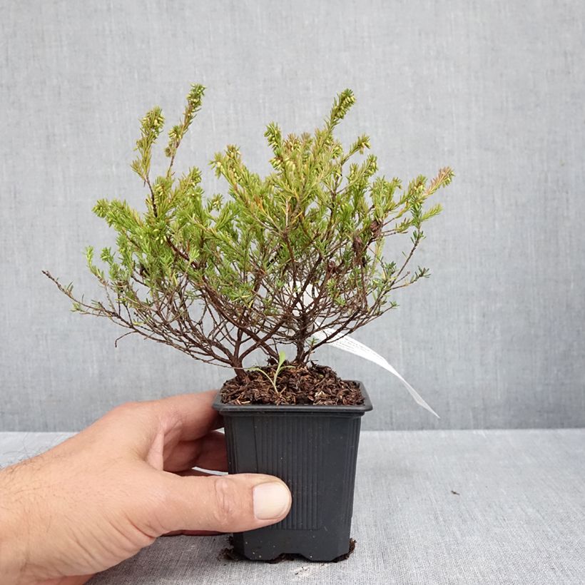 Ejemplar de Erica carnea Ruby Glow - Brezo vizcaíno Maceta de 8/9 cm entregado en otoño