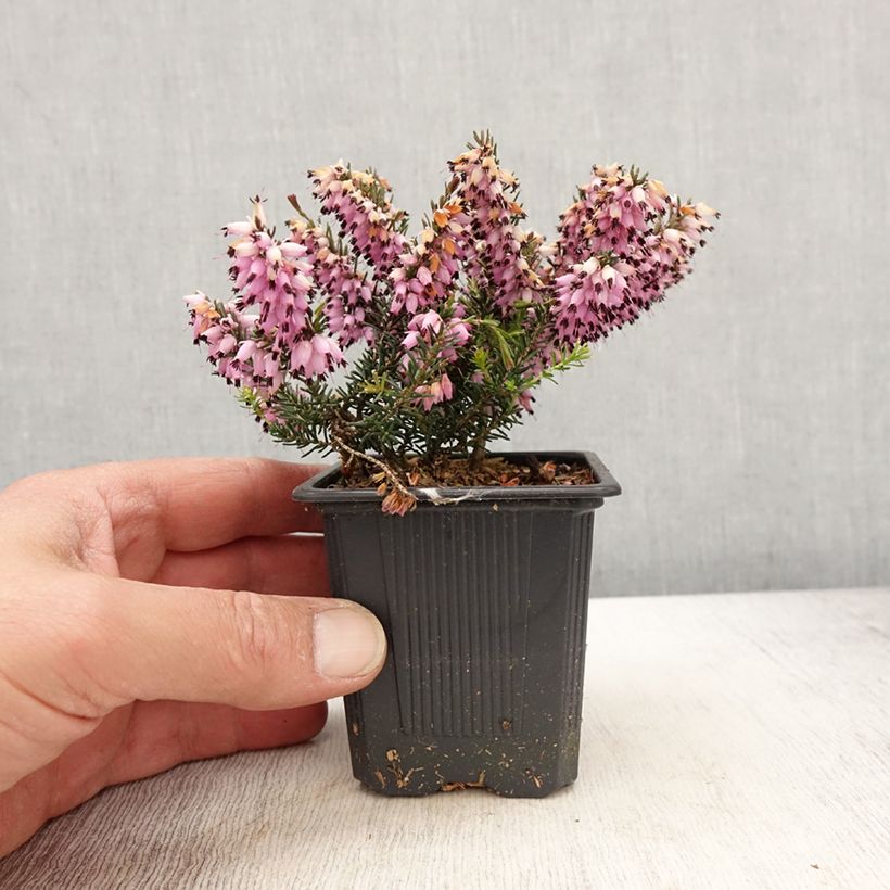 Erica carnea Ruby Glow - Brezo vizcaíno Maceta de 8/9 cm Ejemplar entregado en la primavera