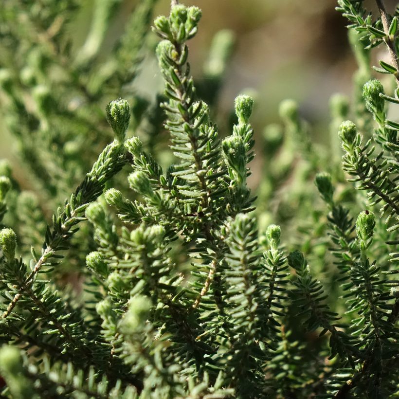 Erica tetralix Alba - Brezo de cuatro estambres (Follaje)