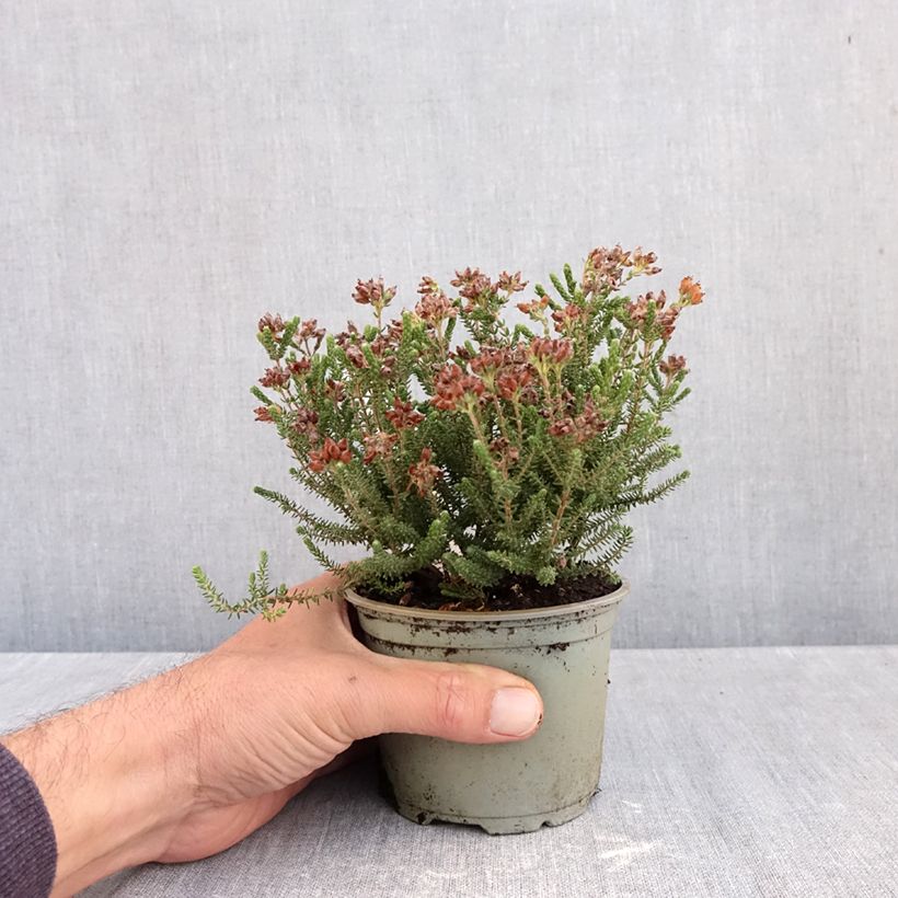 Ejemplar de Erica tetralix Alba - Brezo de cuatro estambres Maceta de 12 cm / 13 cm entregado en otoño