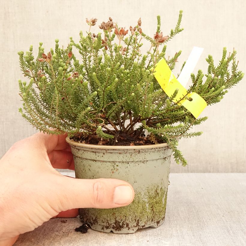 Erica tetralix Alba - Brezo de cuatro estambres Maceta de 12 cm / 13 cm Ejemplar entregado en la primavera