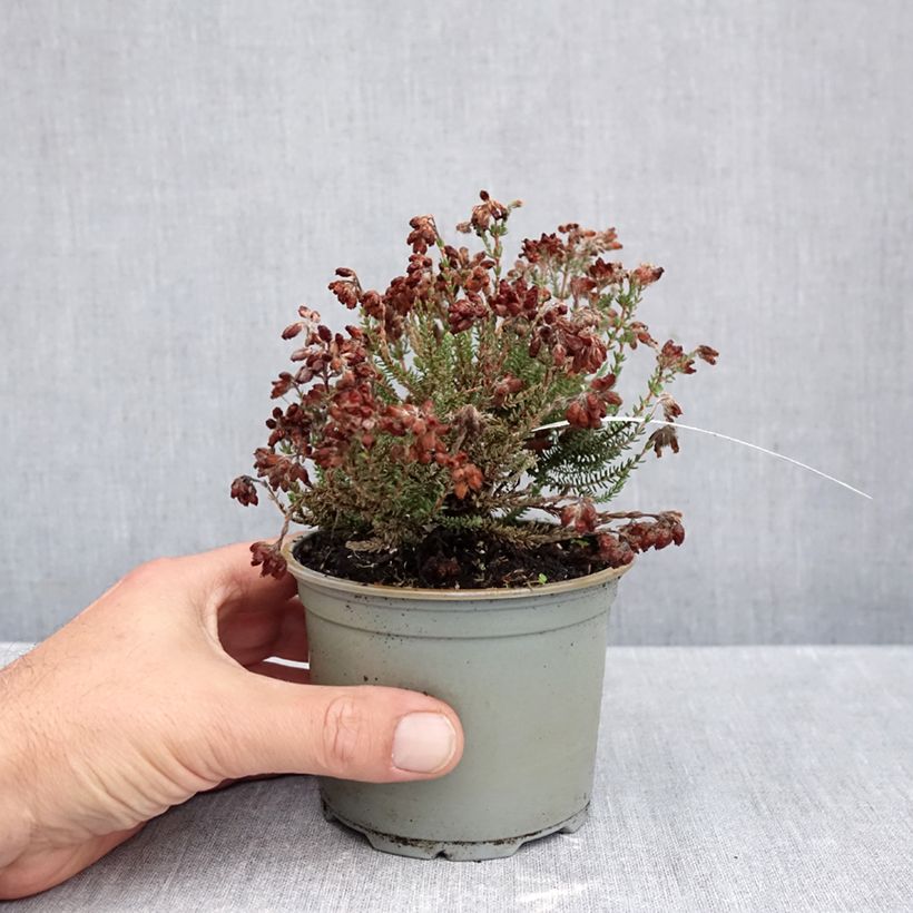 Ejemplar de Erica tetralix Con Underwood - Brezo de cuatro estambres Maceta de 10 cm/11 cm entregado en otoño