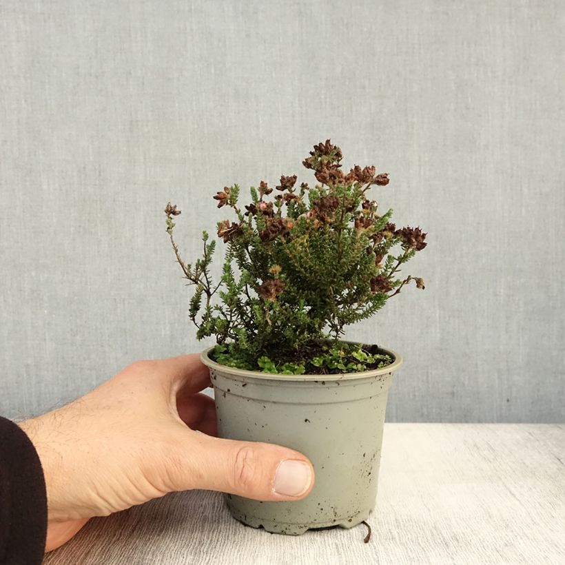 Ejemplar de Erica tetralix - Brezo de cuatro estambres Maceta de 12 cm / 13 cm entregado en otoño