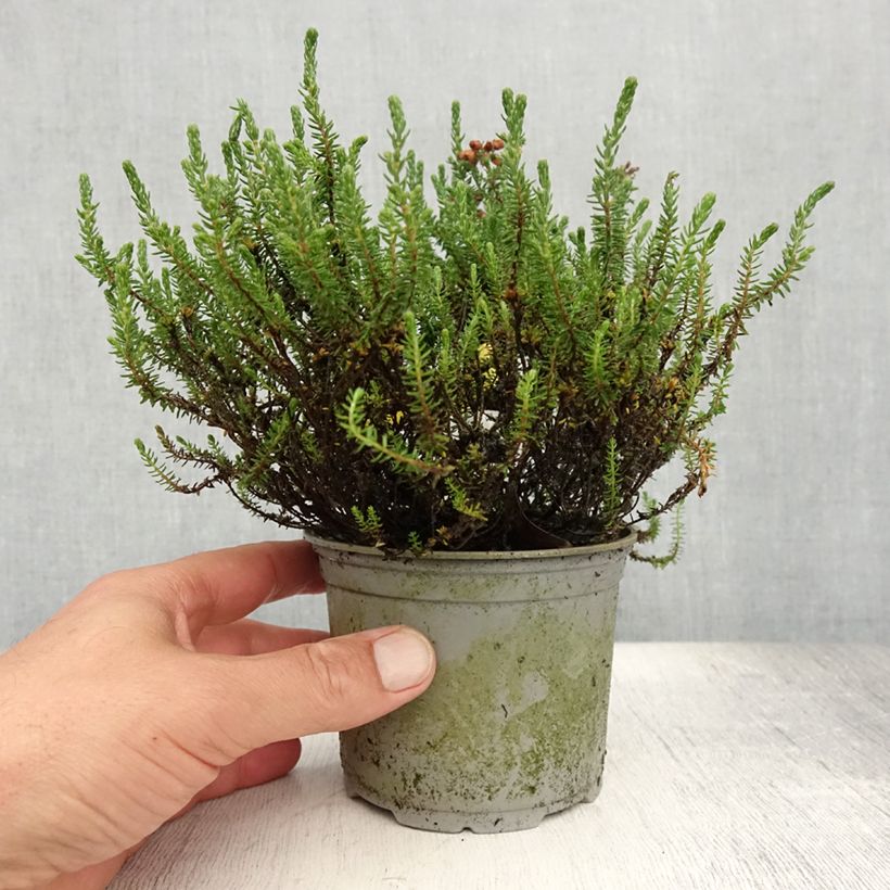 Ejemplar de Erica tetralix - Brezo de cuatro estambres Maceta de 12 cm / 13 cm entregado en verano