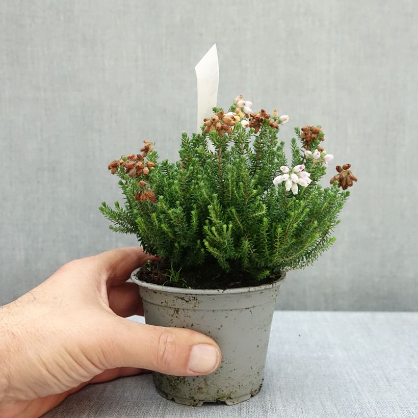 Ejemplar de Erica tetralix Tina - Brezo de cuatro estambres Maceta de 10 cm/11 cm entregado en otoño