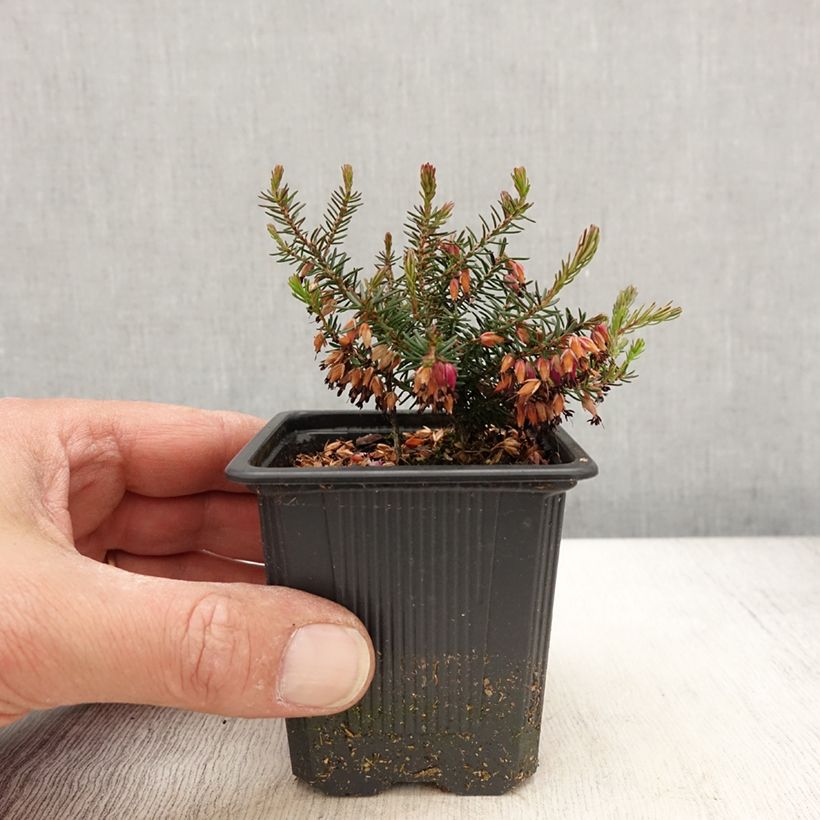 Erica carnea Eva - Brezo vizcaíno Maceta de 8/9 cm Ejemplar entregado en la primavera