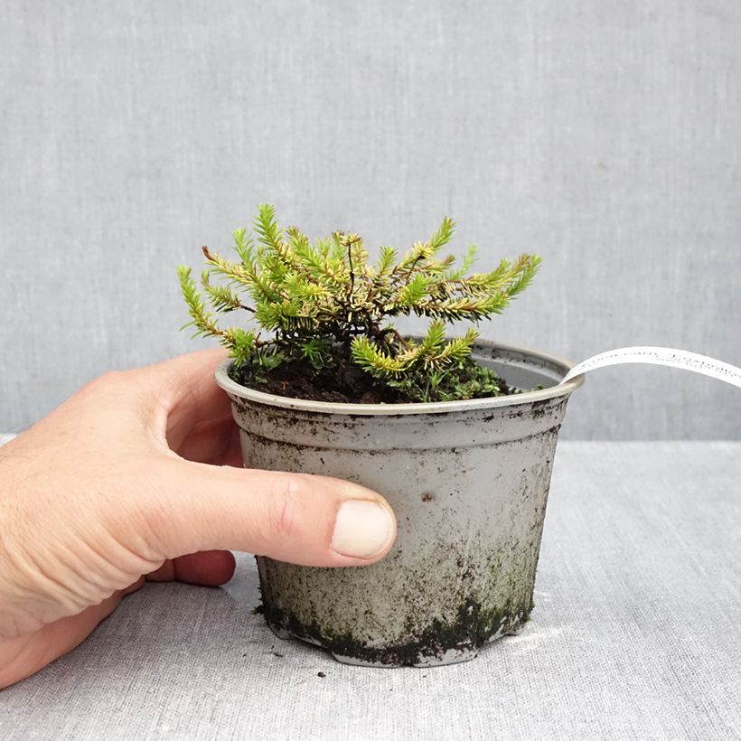 Ejemplar de Erica carnea Foxhollow - Brezo vizcaíno Maceta de 12 cm / 13 cm entregado en otoño