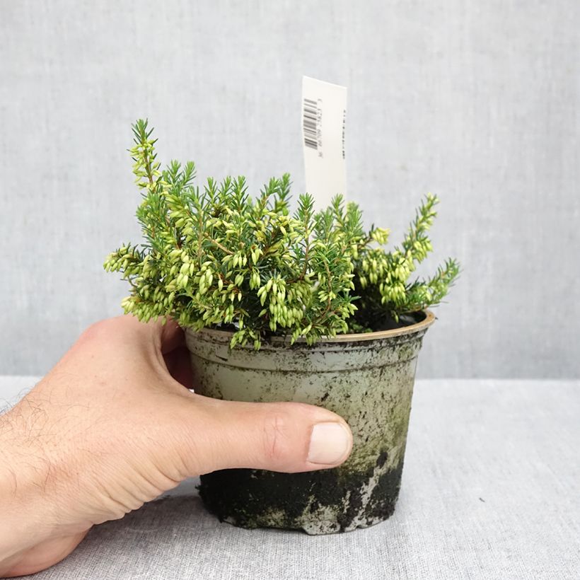 Ejemplar de Erica carnea Isabell - Brezo vizcaíno Maceta de 10 cm/11 cm entregado en otoño