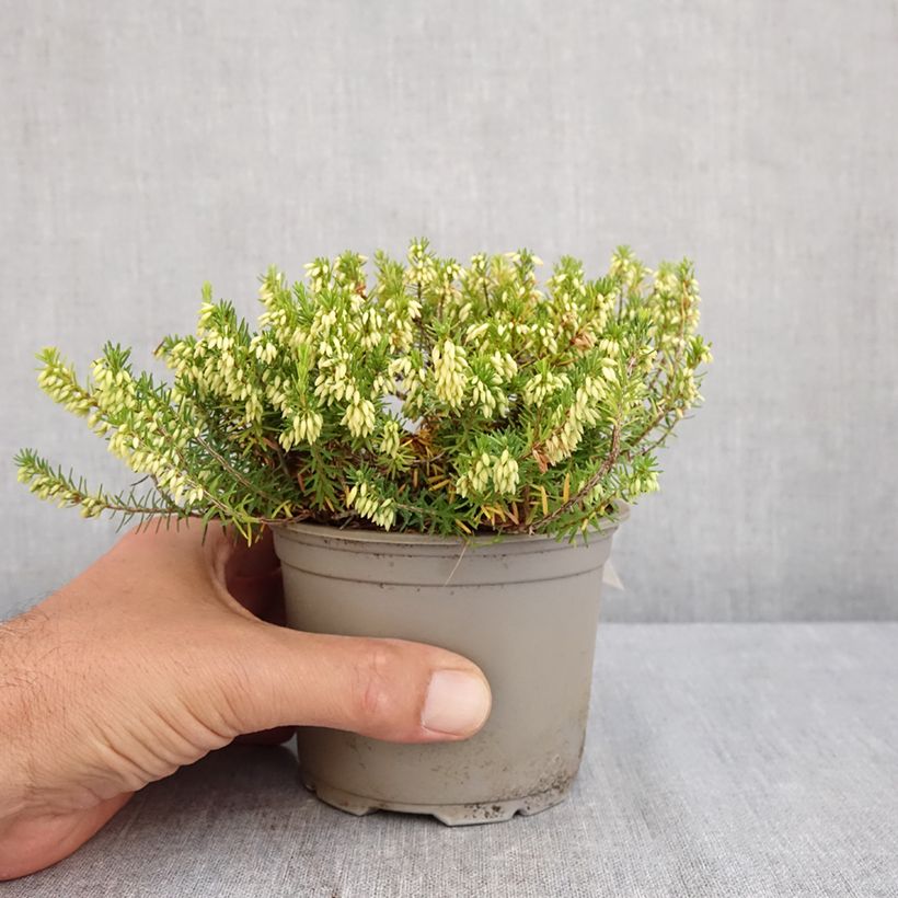 Ejemplar de Erica carnea Isabell - Brezo vizcaíno Maceta de 12 cm / 13 cm entregado en verano