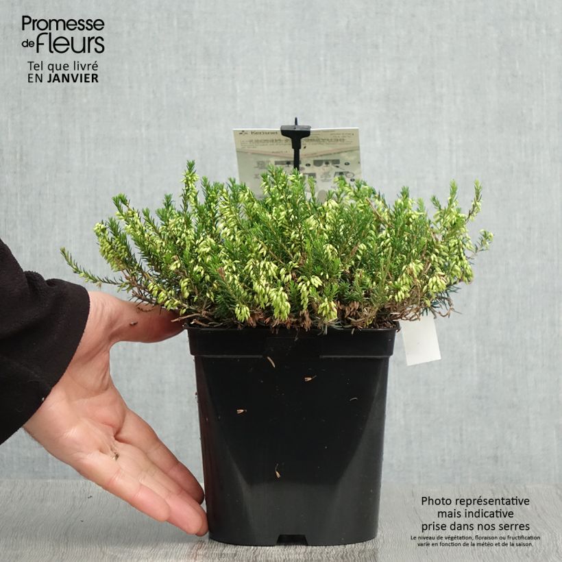 Erica carnea Isabell - Brezo vizcaíno Maceta 2L/3L Ejemplar entregado en invierno