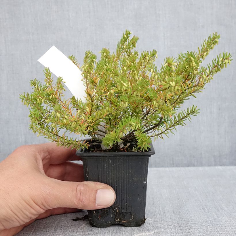 Ejemplar de Erica darleyensis Jenny Porter - Brezo rosado Maceta de 8/9 cm entregado en otoño