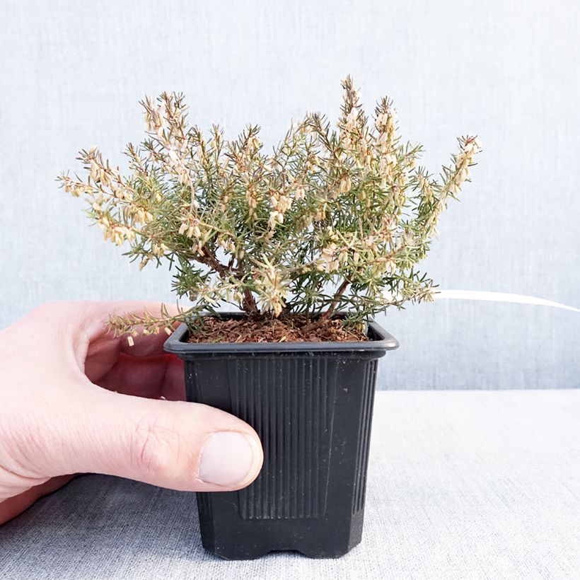 Erica darleyensis Jenny Porter - Brezo rosado Maceta de 8/9 cm Ejemplar entregado en invierno