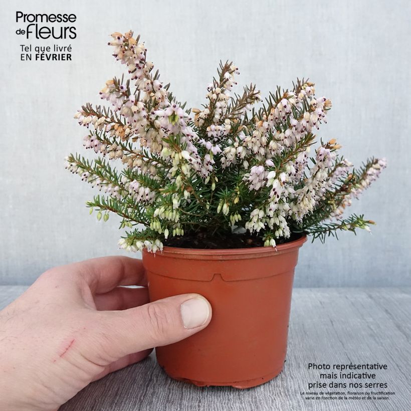 Erica darleyensis Jenny Porter - Brezo rosado Maceta 1L/1,5L Ejemplar entregado en invierno